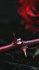 rose plant with a dew drop
